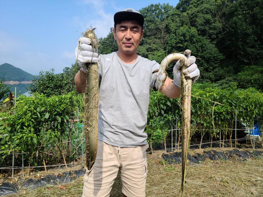서운리 솔 4짜 대물붕어 서창리 장어소식 (조황조행기 - 특파원조황)