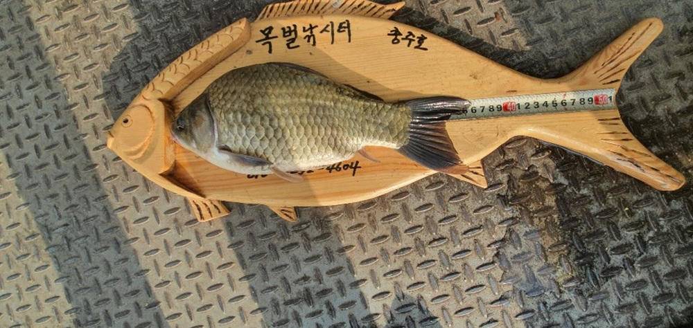 목벌낚시터 허리급 붕어들 소식 (조황조행기 - 특파원조황)