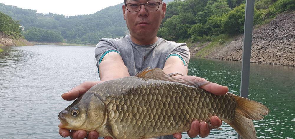목벌낚시터 444342cm 대물 붕어 소식입니다 (조황조행기 - 특파원조황)