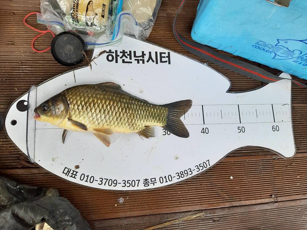 하천 낚시터 46cm 대물 붕어와 마릿수 소식 (조황조행기 - 특파원조황)