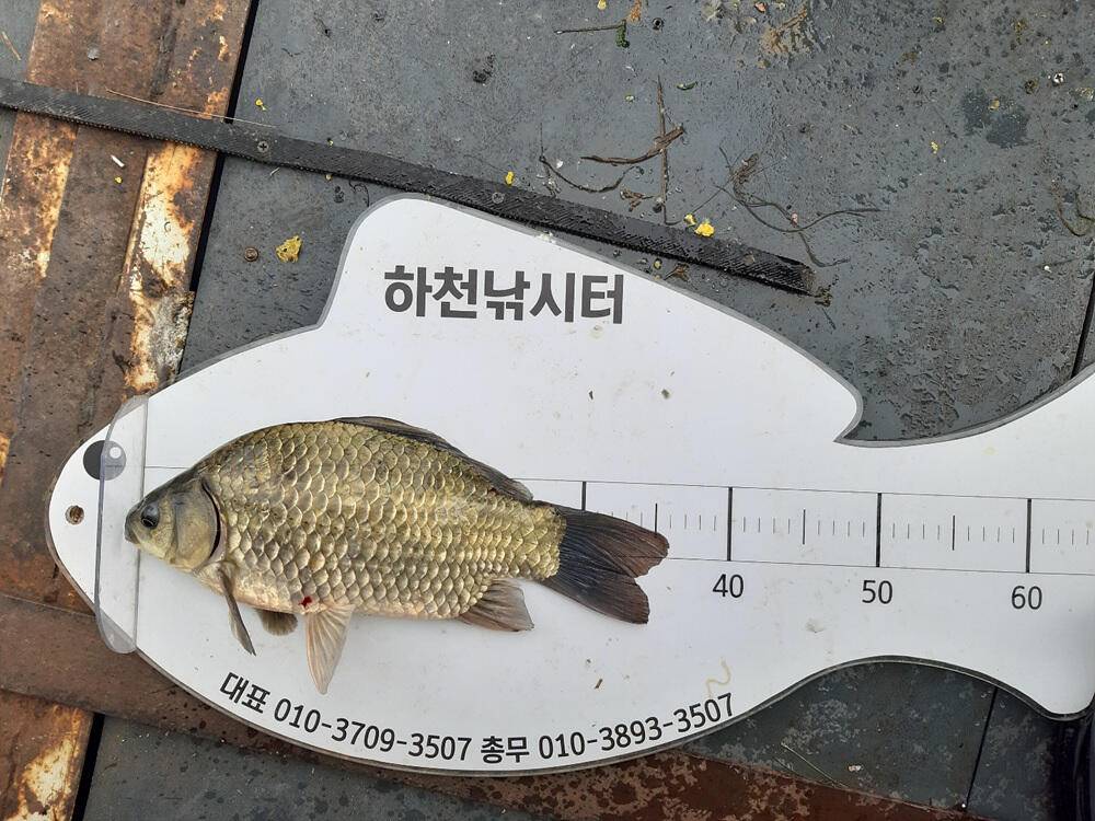 하천 낚시터 4짜 붕어 조황 소식입니다 (조황조행기 - 특파원조황)
