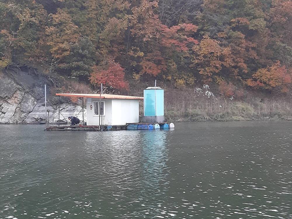 노랗게 물든 충주호 하천 낚시터 조황 소식입니다 (조황조행기 - 특파원조황)
