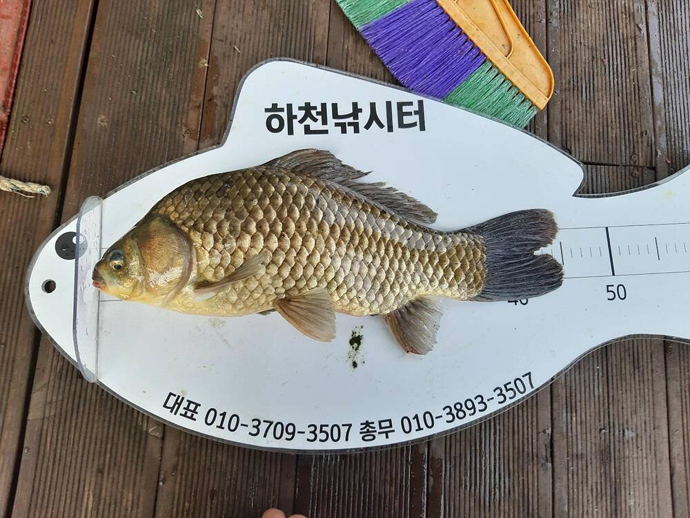 하천 낚시터 45cm 붕어 조황 소식 (조황조행기 - 특파원조황)