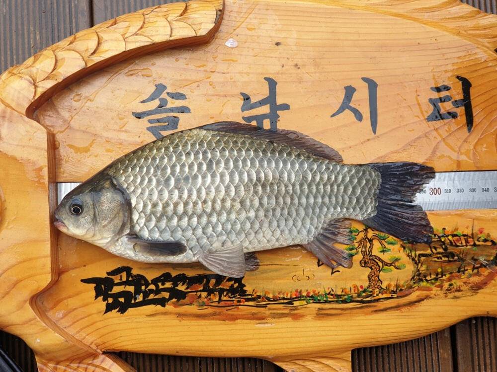 서운리 솔낚시터 445cm 대물붕어 소식 (조황조행기 - 특파원조황)