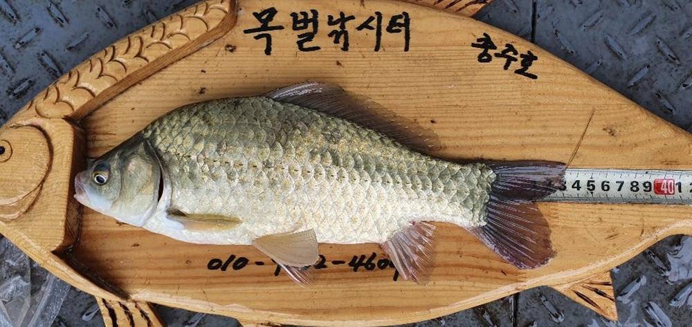 목벌낚시터 허리급 붕어 소식 서운 낚시터 키로급 장어 소식 (조황조행기 - 특파원조황)