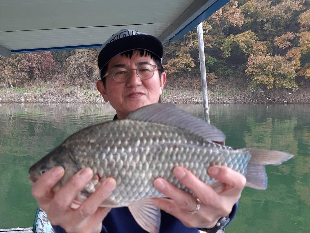 노랗게 물든 충주호 하천 낚시터 조황 소식입니다 (조황조행기 - 특파원조황)