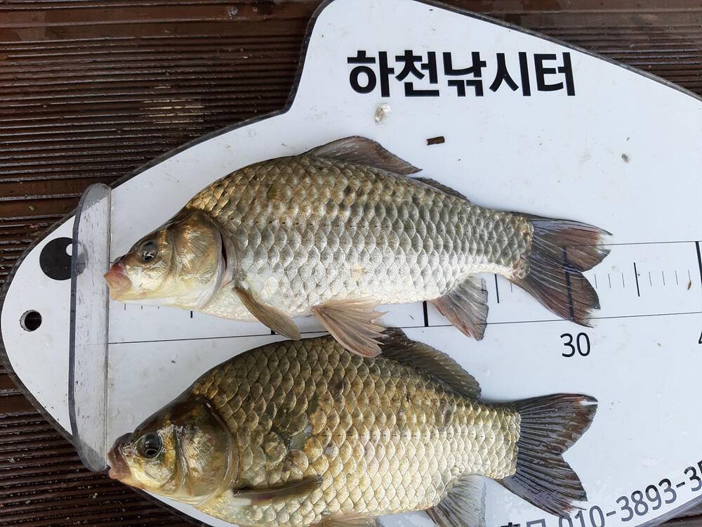 하천 낚시터 4짜 붕어 조황 소식입니다 (조황조행기 - 특파원조황)