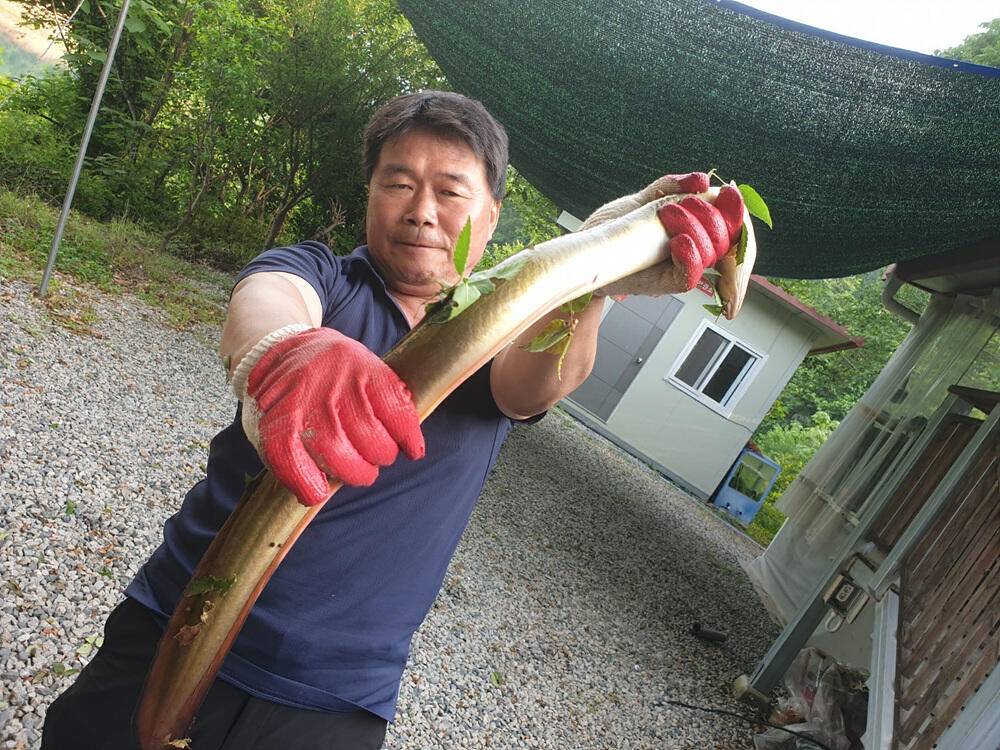 솔 하천 낚시터 붕어 조황 소식과 꽃바위 낚시터 장어 소식 (조황조행기 - 특파원조황)