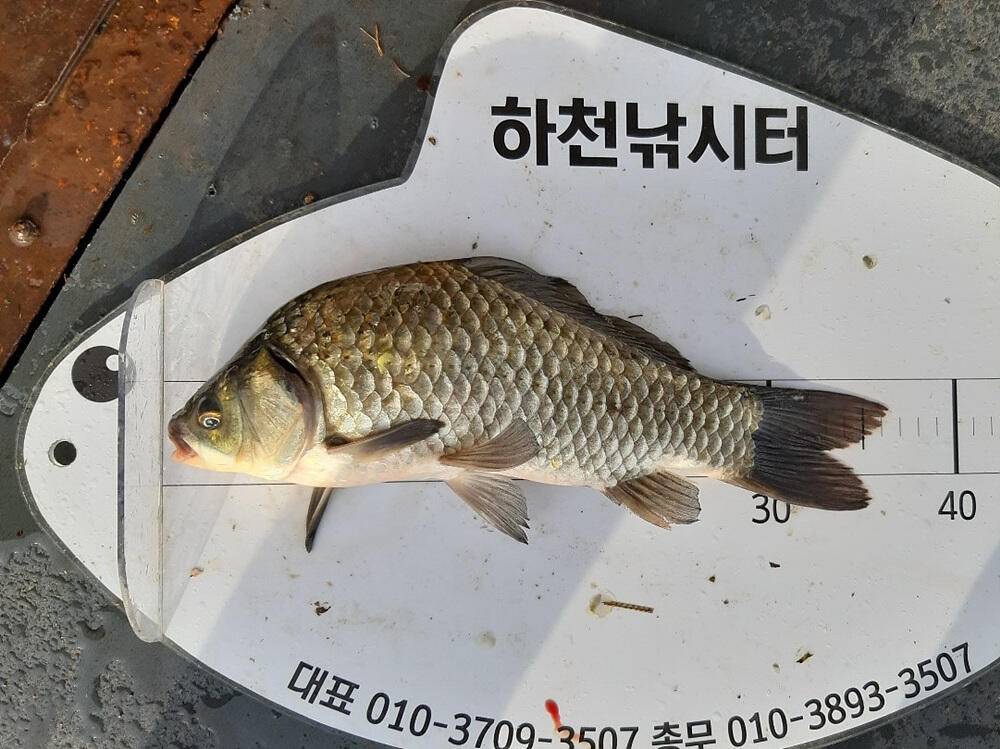 충주호 명서 하천 낚시터 조황 소식입니다 (조황조행기 - 특파원조황)