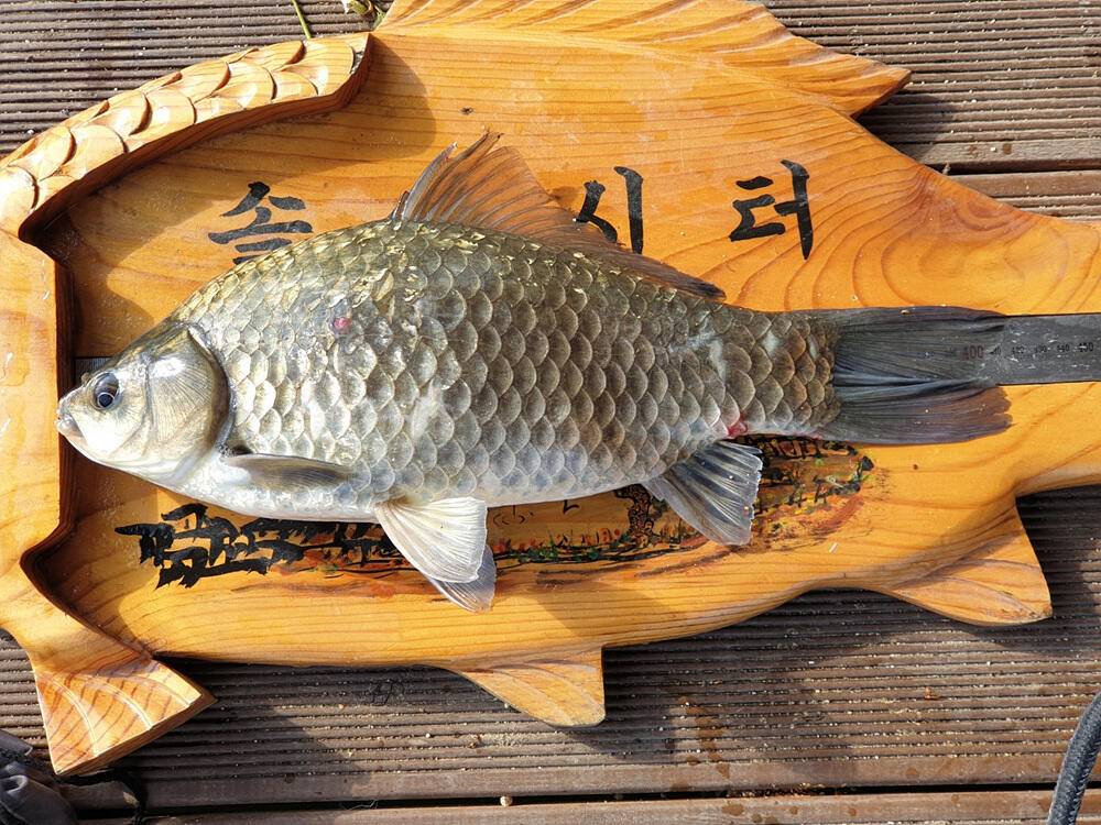 솔 하천 낚시터 붕어 조황 소식과 꽃바위 낚시터 장어 소식 (조황조행기 - 특파원조황)