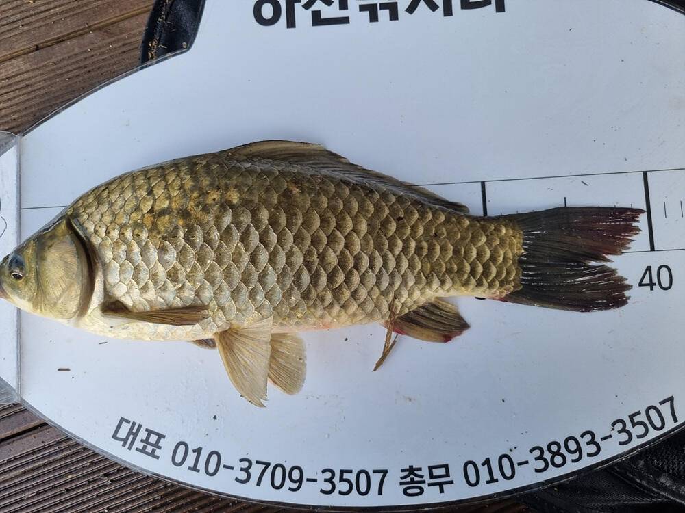 하천 낚시터 4짜와 마릿수 붕어 소식 (조황조행기 - 특파원조황)