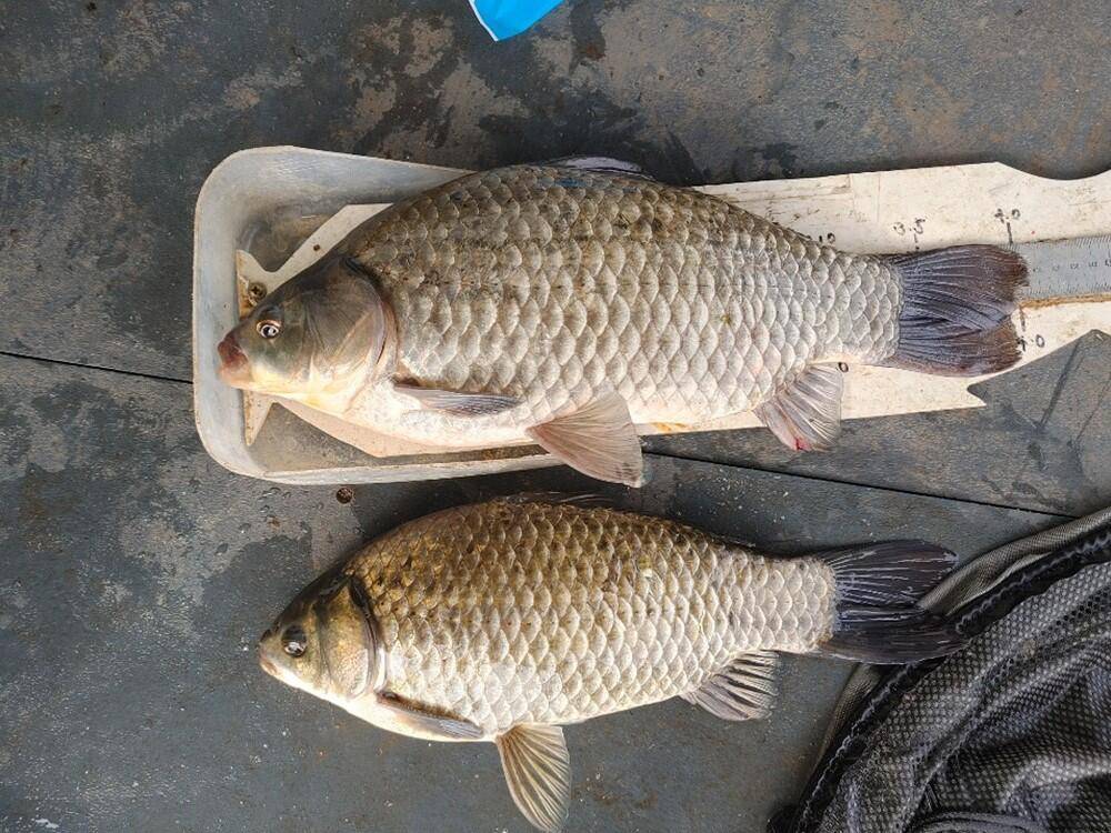 하천낚시터 44cm 대물붕어에 마릿수 조황입니다 (조황조행기 - 특파원조황)