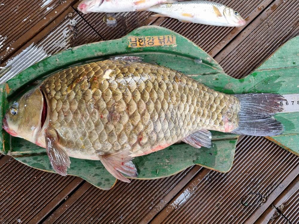 하천 낚시터 46cm 대물 붕어와 마릿수 소식 (조황조행기 - 특파원조황)
