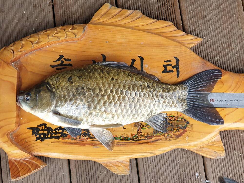 서운리 솔 낚시터와 하천 낚시터 4짜 붕어마릿수 소식입니다 (조황조행기 - 특파원조황)