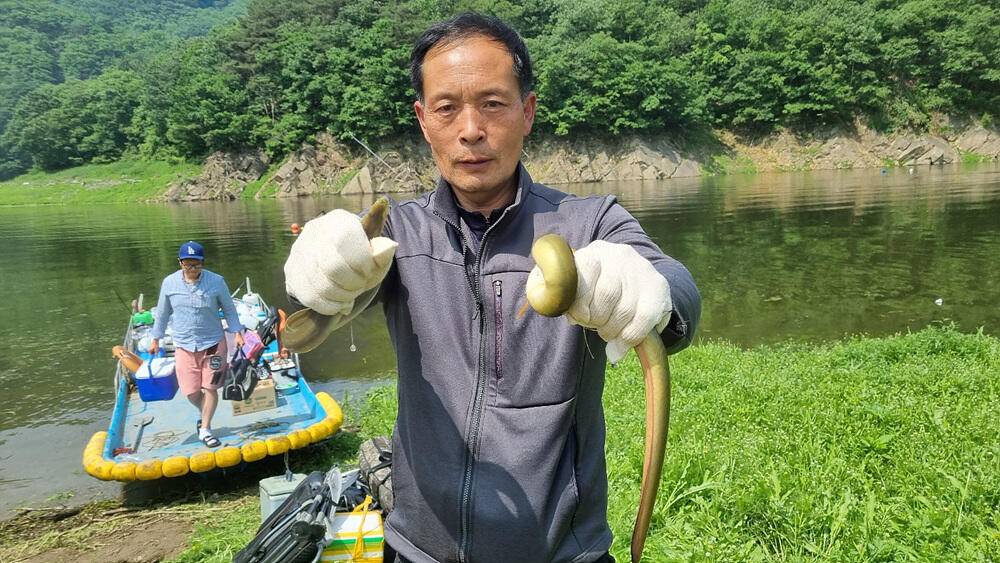 명서낚시터 4짜와 마릿수 붕어 장어 종점 낚시터 42cm 대물붕어 조황 소식입니다 (조황조행기 - 특파원조황)