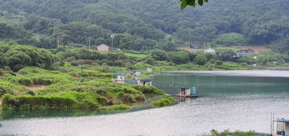 서운리 종점좌대 4짜 대물붕어 조황입니다 (조황조행기 - 특파원조황)