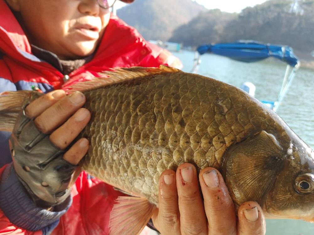 하천 낚시터 42cm 대물붕어 마릿수 조황 (조황조행기 - 특파원조황)