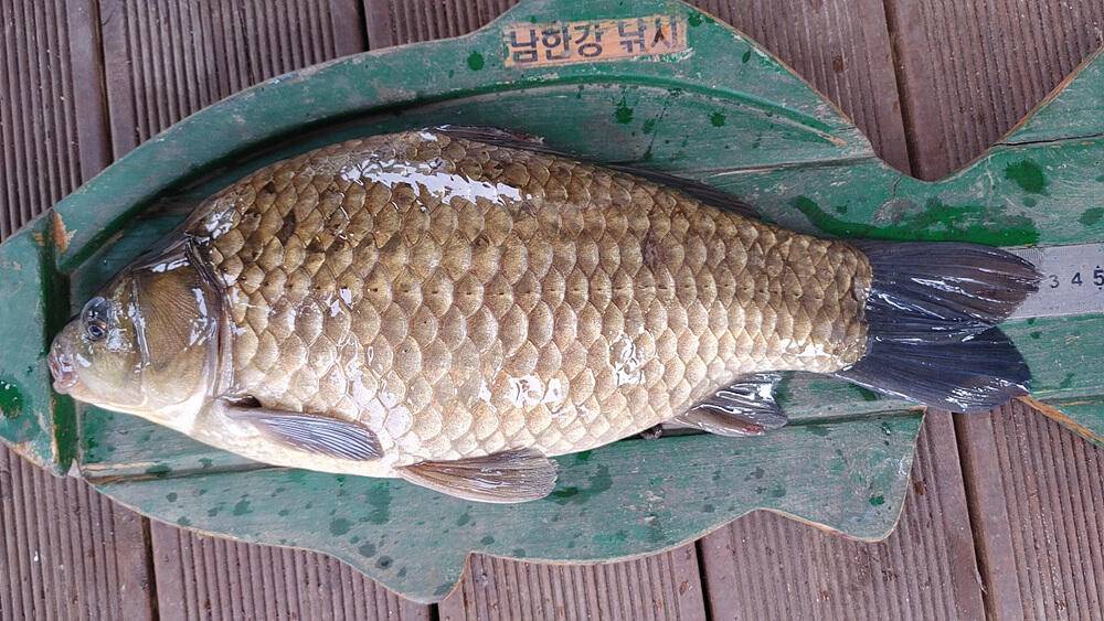솔 낚시터 4짜 대물붕어 소식 하천낚시터 4짜 대물붕어덩어리급 소식입니다 (조황조행기 - 특파원조황)
