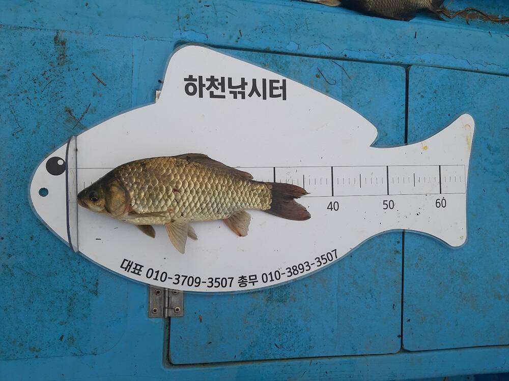 하천 낚시터 4짜와 마릿수 붕어 소식 (조황조행기 - 특파원조황)
