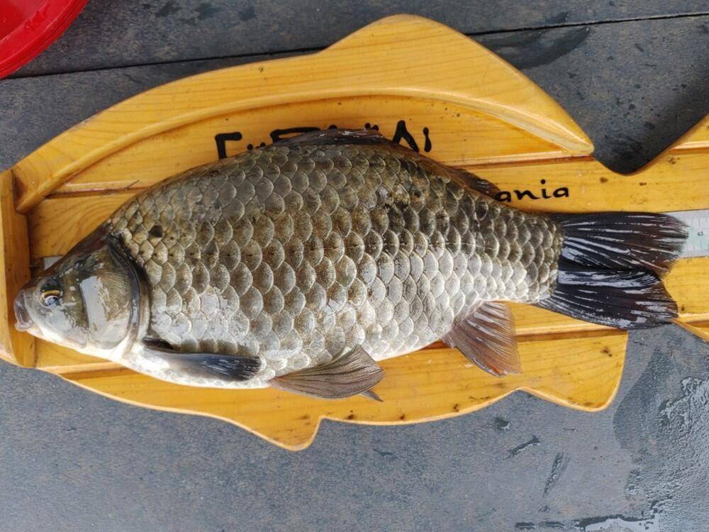 하천낚시터 42cm 대물붕어에 마릿수 조황소식 (조황조행기 - 특파원조황)