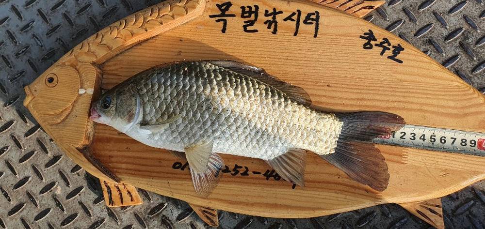 목벌낚시터 허리급 붕어 소식 서운 낚시터 키로급 장어 소식 (조황조행기 - 특파원조황)