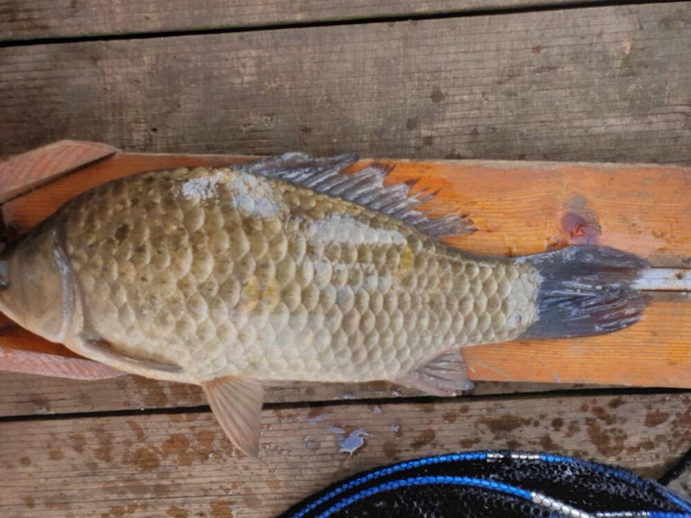 하천낚시터 4짜에 마릿수 꽃바위낚시터 38cm 허리급 조황 (조황조행기 - 특파원조황)