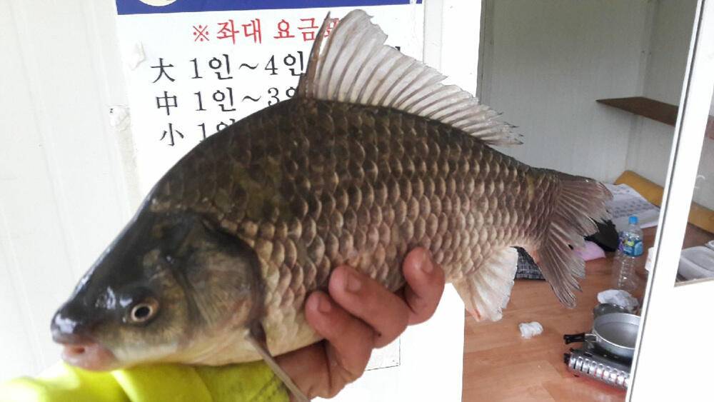 하천낚시터 조황 소식입니다 (조황조행기 - 특파원조황)