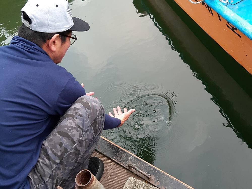 노랗게 물든 충주호 하천 낚시터 조황 소식입니다 (조황조행기 - 특파원조황)