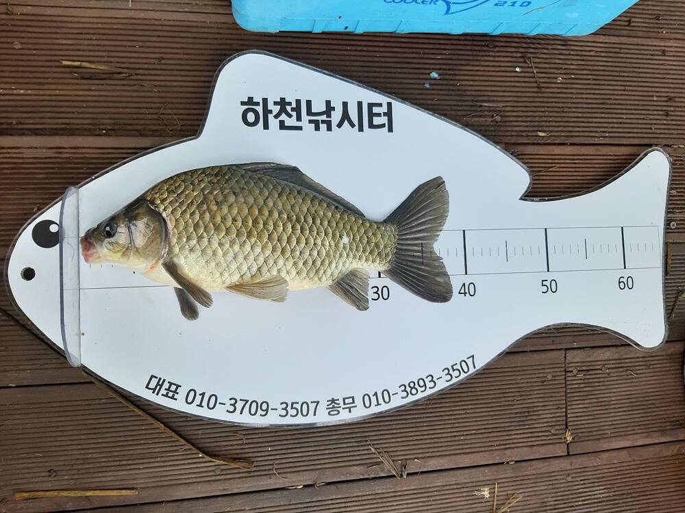 하천 낚시터 46cm 대물 붕어와 마릿수 소식 (조황조행기 - 특파원조황)