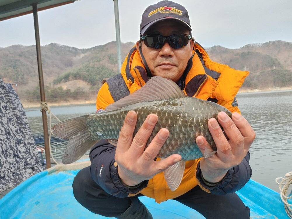 하천 낚시터 42cm 대물붕어 마릿수 조황 (조황조행기 - 특파원조황)