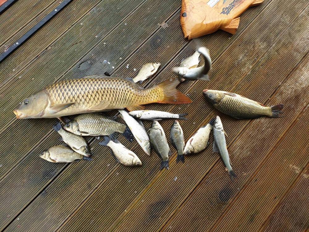 서운리 솔 4짜 대물붕어 서창리 장어소식 (조황조행기 - 특파원조황)