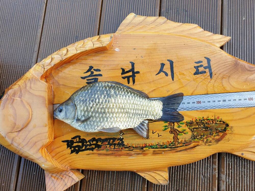 서운리 솔낚시터 445cm 대물붕어 소식 (조황조행기 - 특파원조황)