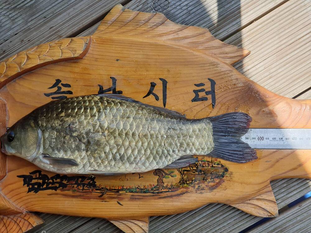 목벌 솔 낚시터 4짜 대물붕어 하천 낚시터 덩어리 소식 (조황조행기 - 특파원조황)