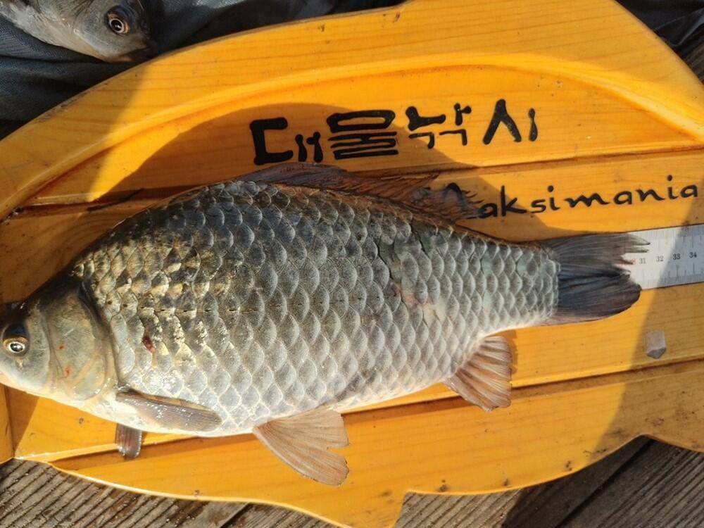 하천 낚시터 42cm 대물붕어 마릿수 조황 (조황조행기 - 특파원조황)