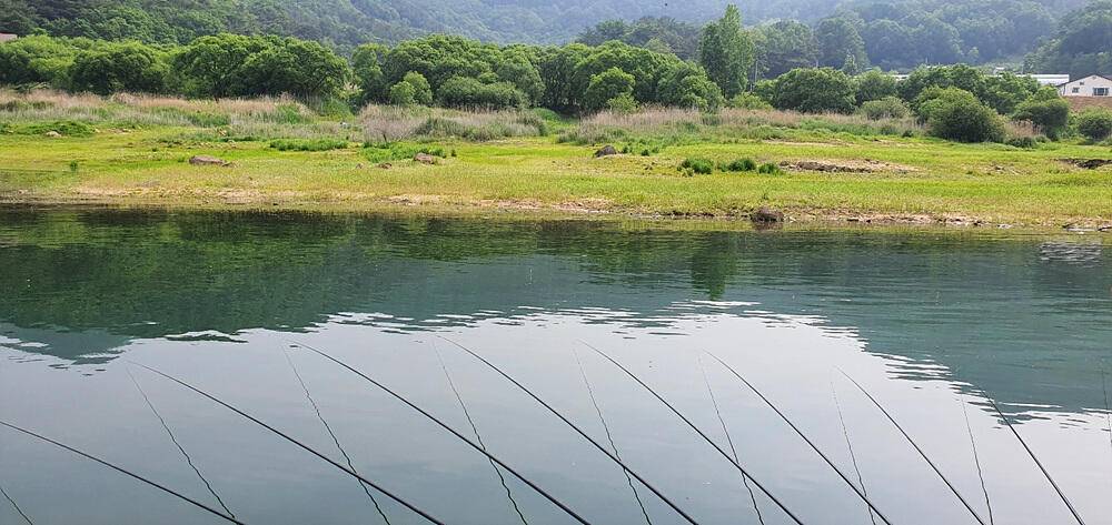 명서낚시터 4짜와 마릿수 붕어 장어 종점 낚시터 42cm 대물붕어 조황 소식입니다 (조황조행기 - 특파원조황)