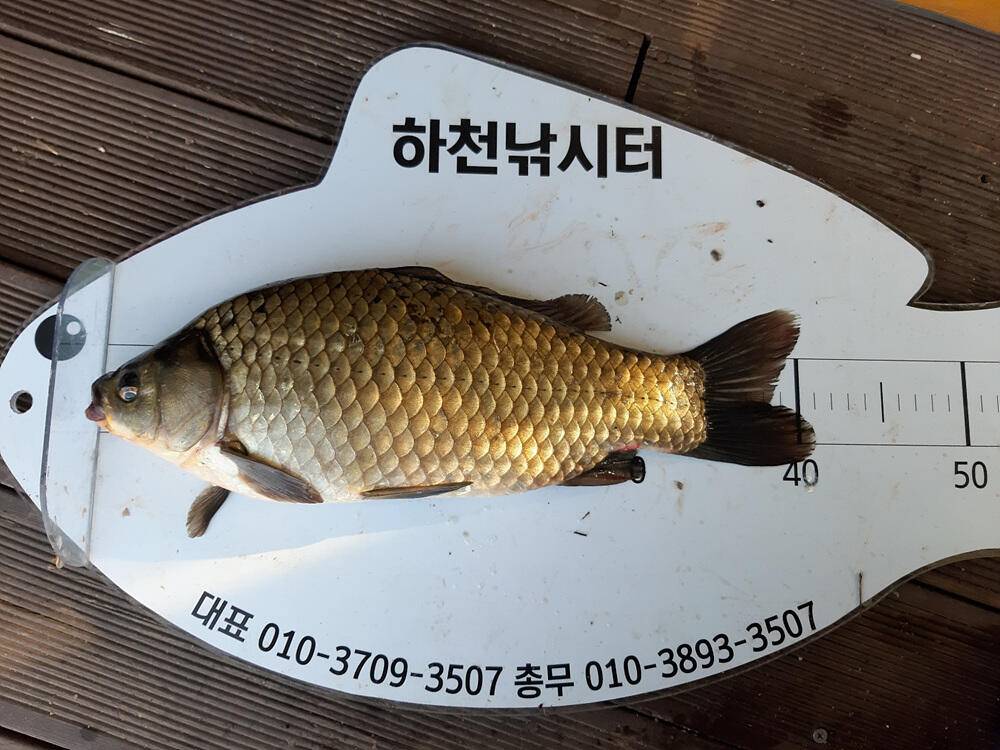 충주호 하천낚시터 4짜 붕어 소식입니다 (조황조행기 - 특파원조황)