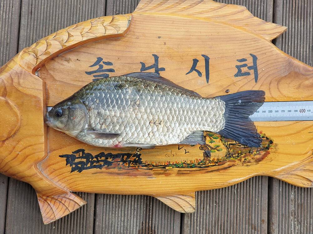 솔 하천 낚시터 붕어 조황 소식과 꽃바위 낚시터 장어 소식 (조황조행기 - 특파원조황)