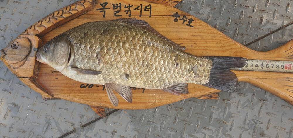 목벌낚시터 4짜 붕어 조황 소식입니다 (조황조행기 - 특파원조황)