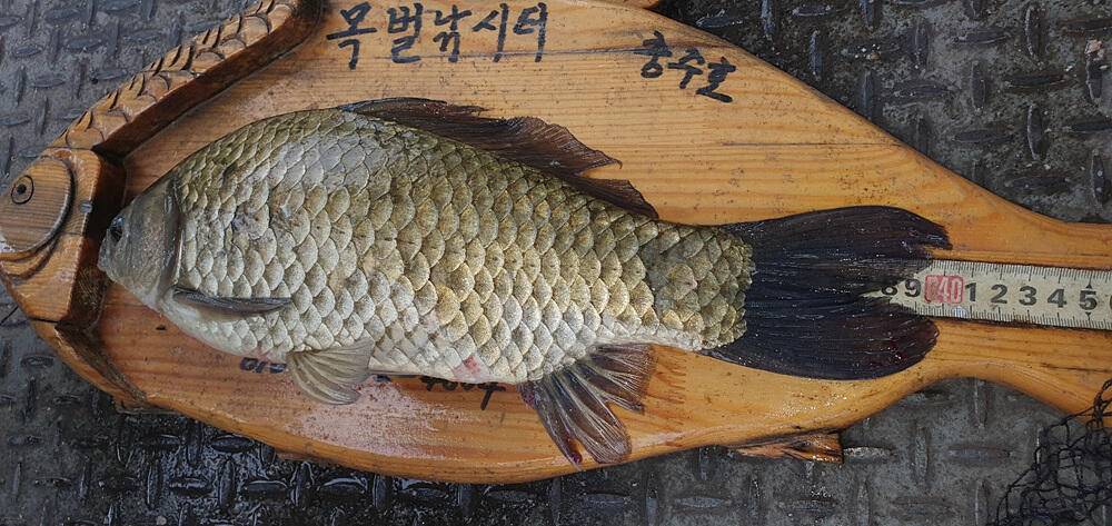 목벌 솔 낚시터 4짜 대물붕어 하천 낚시터 덩어리 소식 (조황조행기 - 특파원조황)