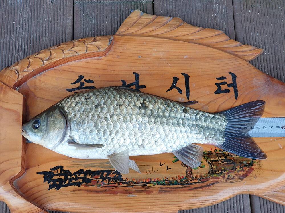 서운리 솔 낚시터와 하천 낚시터 4짜 붕어마릿수 소식입니다 (조황조행기 - 특파원조황)