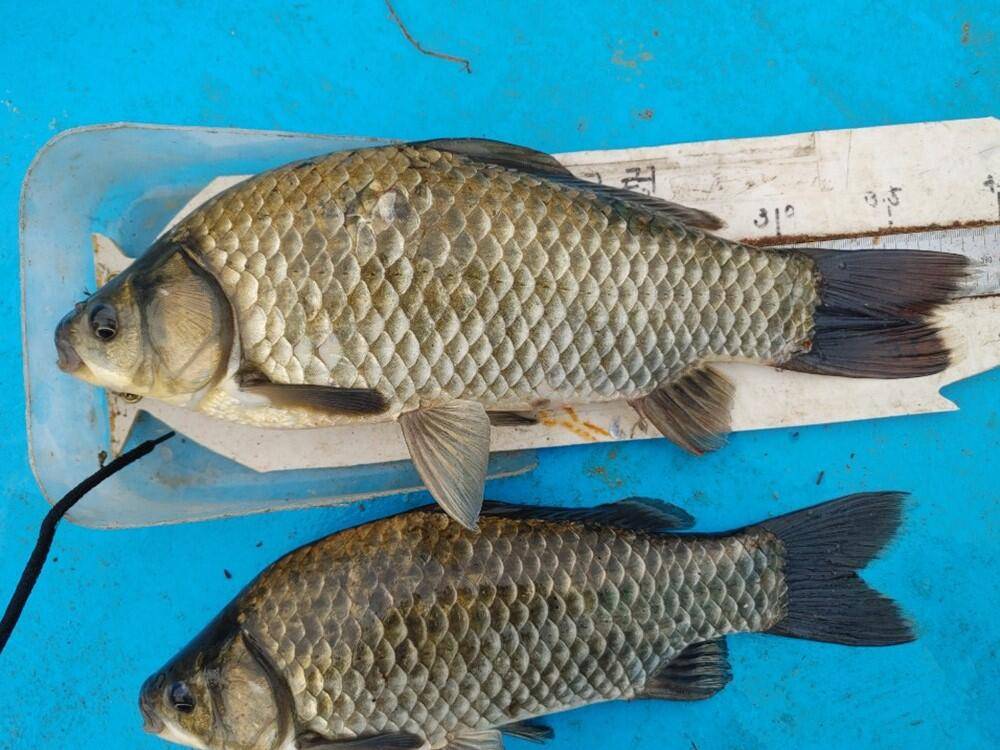 하천낚시터 4짜에 마릿수 꽃바위낚시터 38cm 허리급 조황 (조황조행기 - 특파원조황)