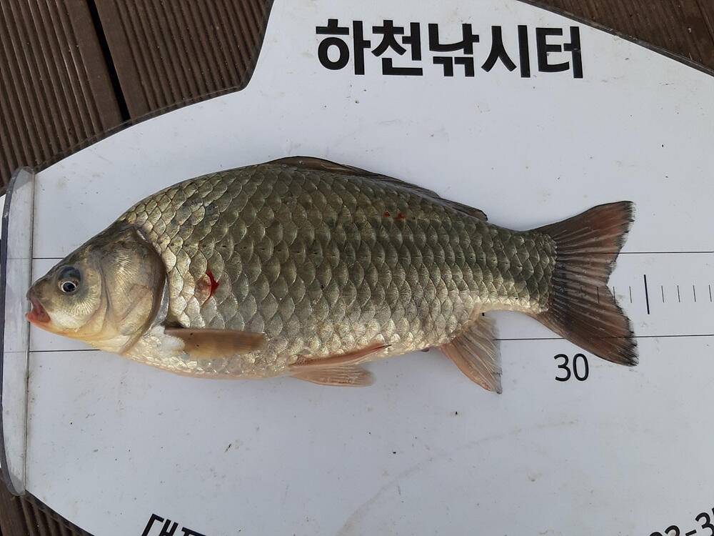 노랗게 물든 충주호 하천 낚시터 조황 소식입니다 (조황조행기 - 특파원조황)