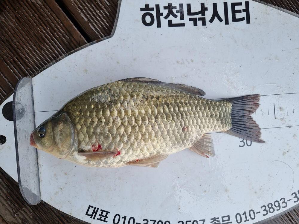 충주호 하천 낚시터 45cm 대물 붕어 소식입니다 (조황조행기 - 특파원조황)