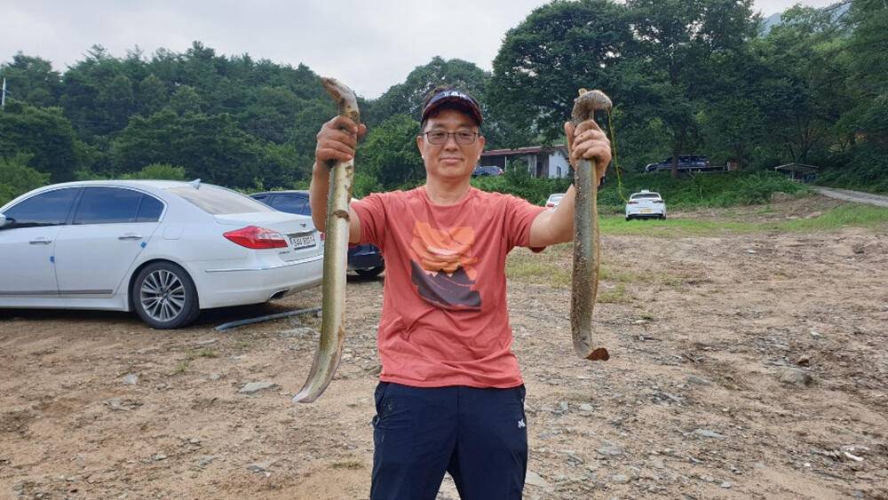 하천낚시터 4짜 붕어 소식 꽃바위 키로급 장어 소식 (조황조행기 - 특파원조황)