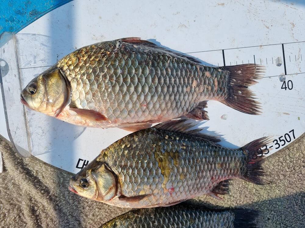 충주호 하천 낚시터 45cm 대물 붕어 소식입니다 (조황조행기 - 특파원조황)
