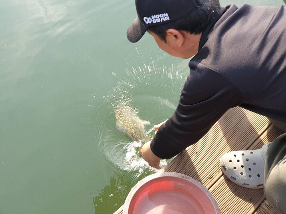 솔 하천 낚시터 붕어 조황 소식과 꽃바위 낚시터 장어 소식 (조황조행기 - 특파원조황)