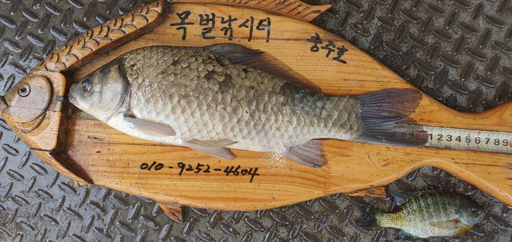 목벌낚시터 444342cm 대물 붕어 소식입니다 (조황조행기 - 특파원조황)