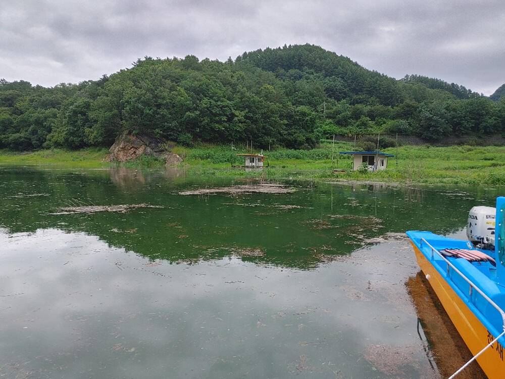 하천 낚시터 4짜 대물붕어까지 호조황입니다 (조황조행기 - 특파원조황)