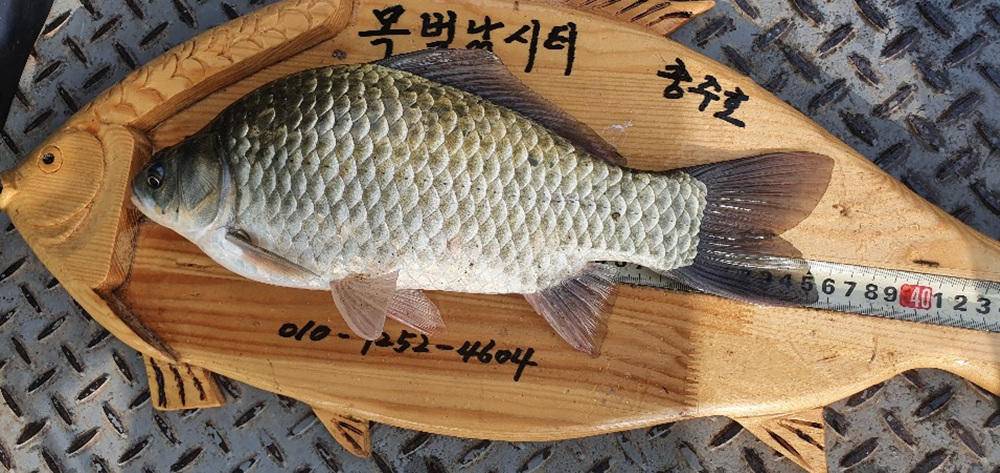 목벌낚시터 허리급 붕어들 소식 (조황조행기 - 특파원조황)
