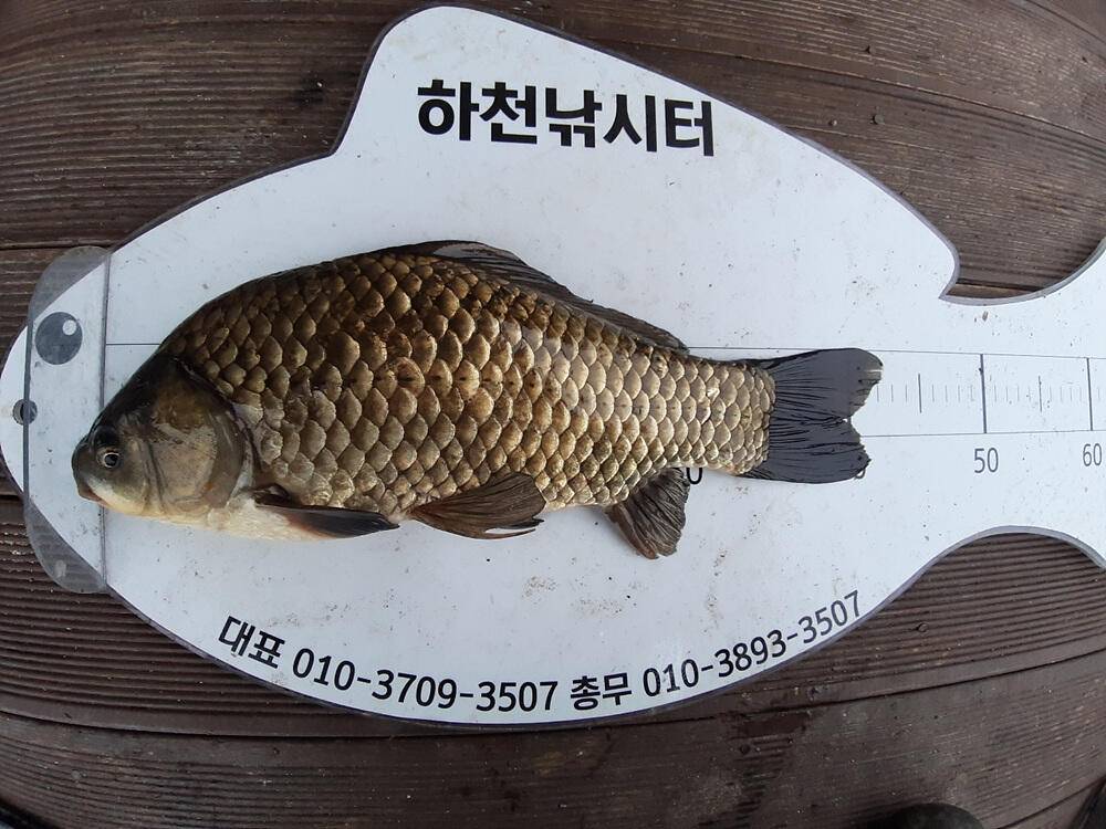 충주호 하천 낚시터 4짜 대물붕어 소식입니다 (조황조행기 - 특파원조황)